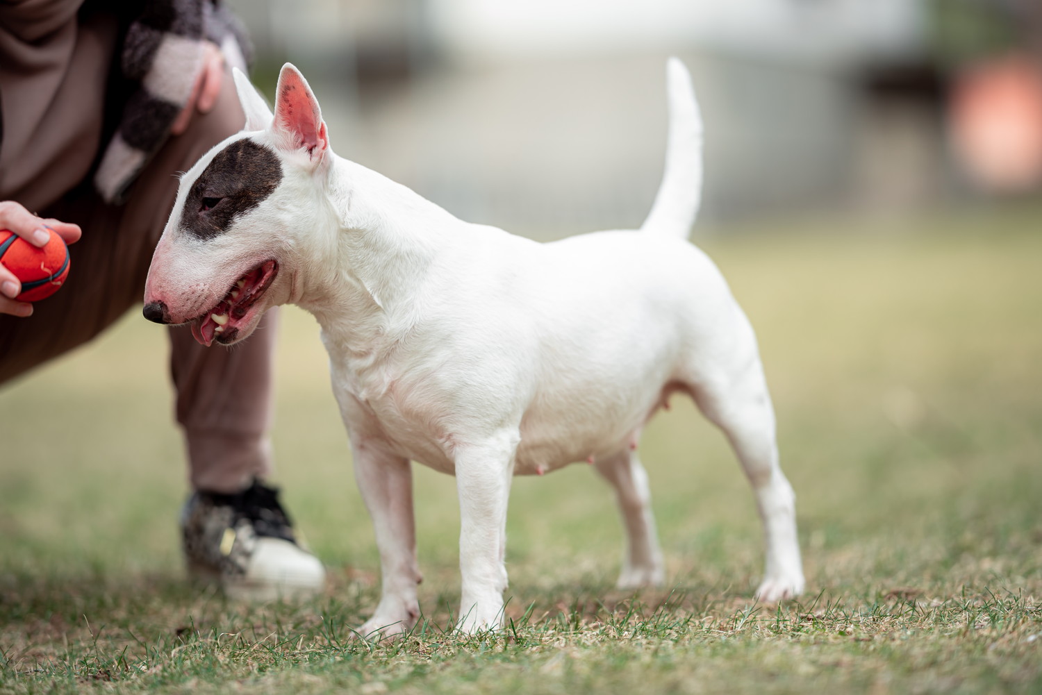 飼い主とボールで遊ぶミニチュア・ブル・テリア