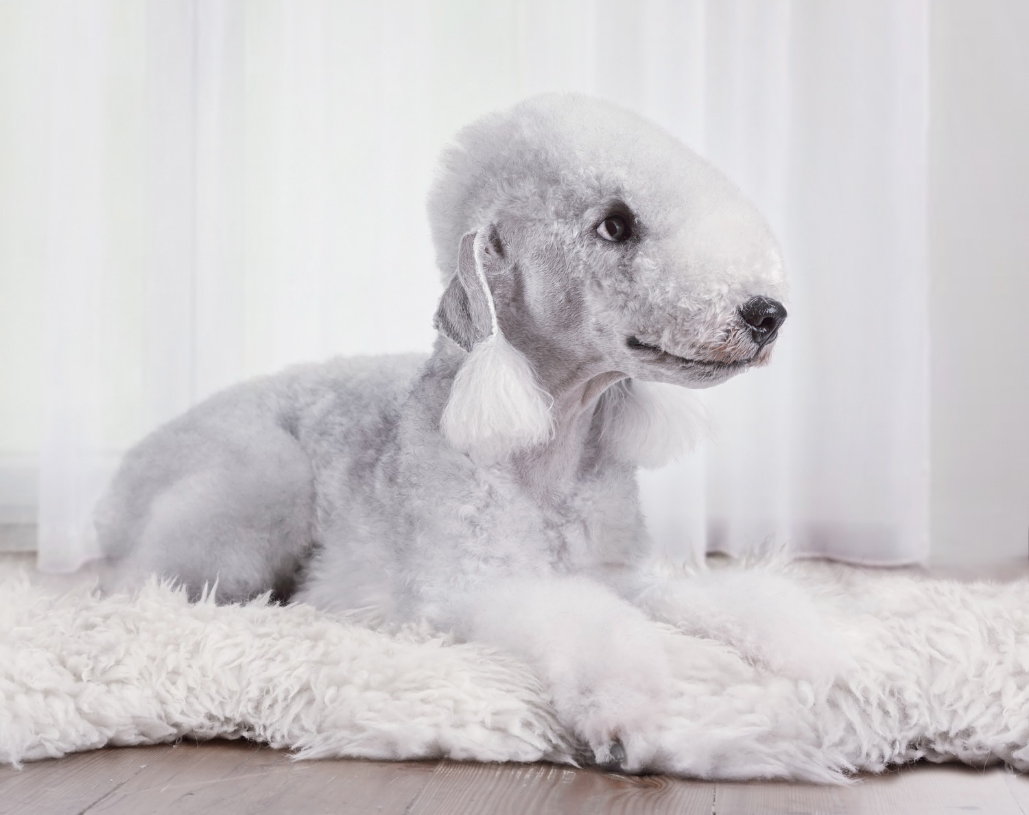 敷物の上で伏せてくつろぐベドリントン・テリア