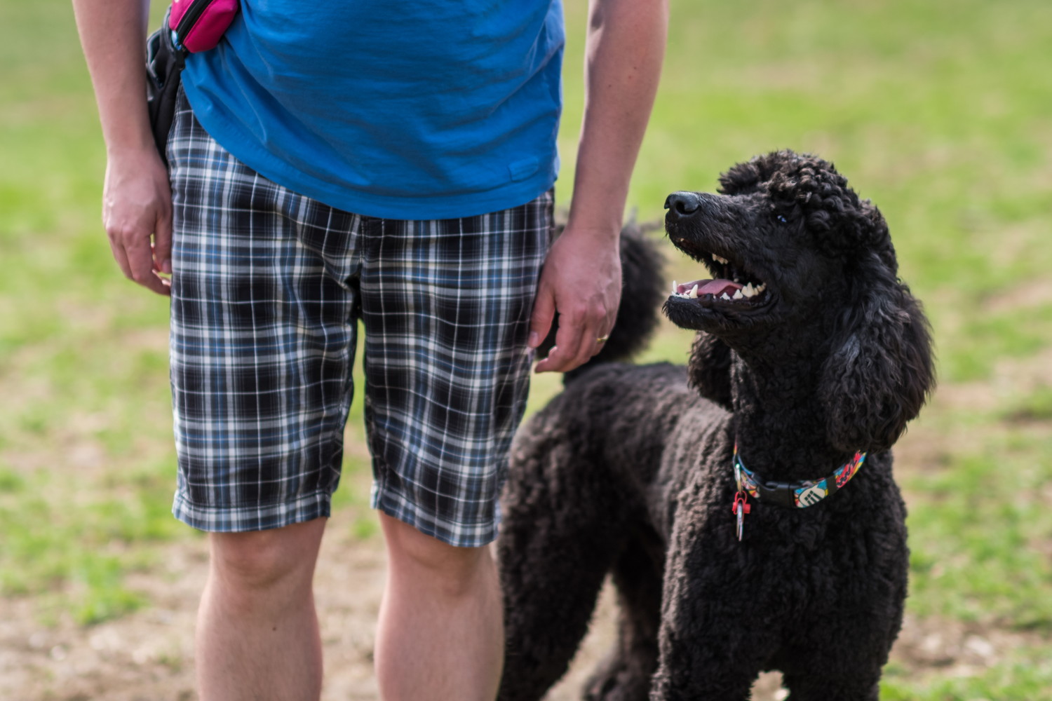 嬉しそうな表情で飼い主を見上げるスタンダード・プードル