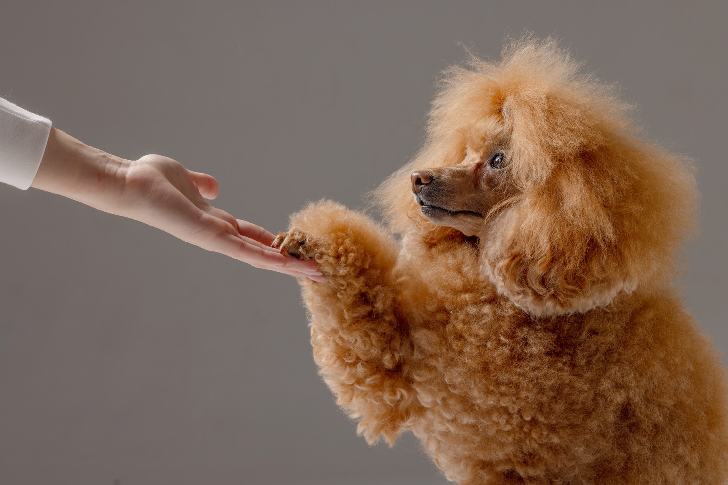 飼い主にお手をするミディアム・プードル