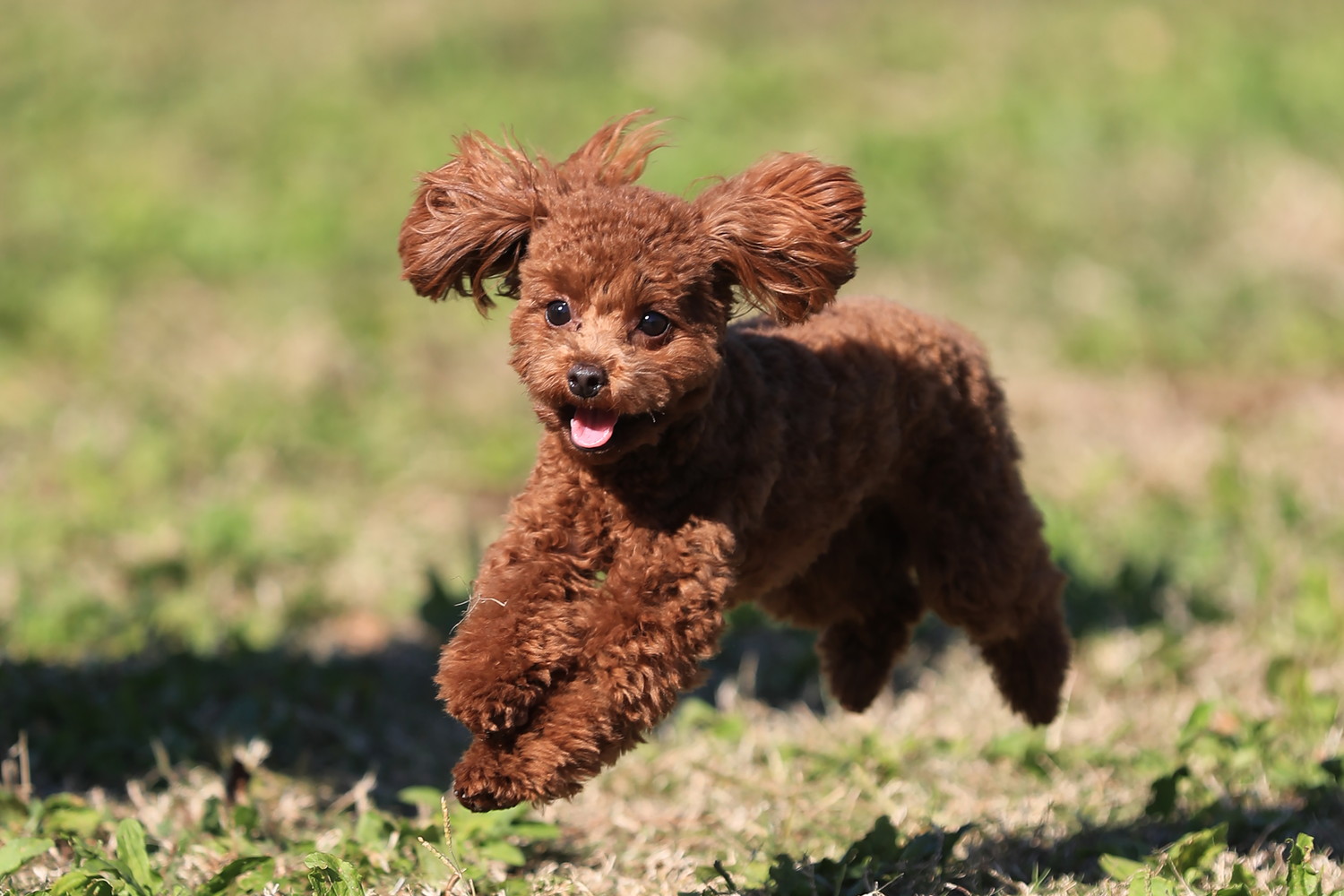 元気に走っているティーカッププードル