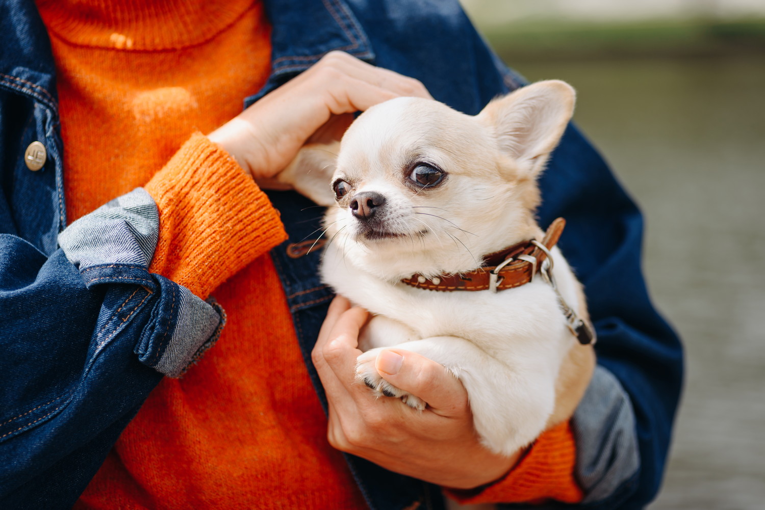 飼い主に抱かれながらなでられているスムースコートチワワ