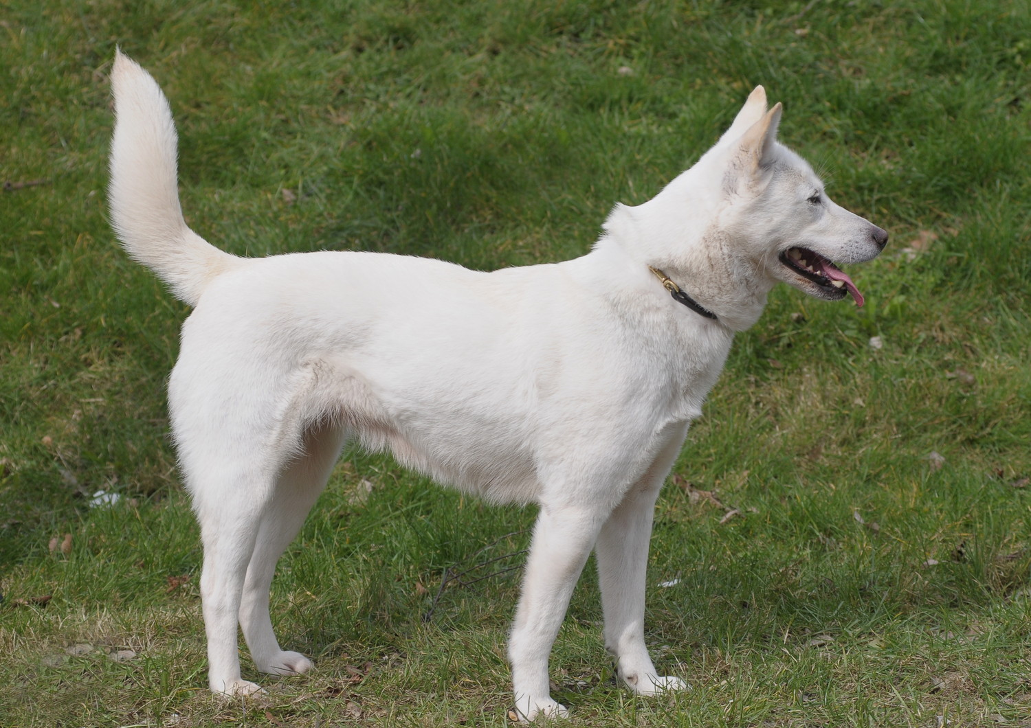 芝生の上に立っている白い珍島犬