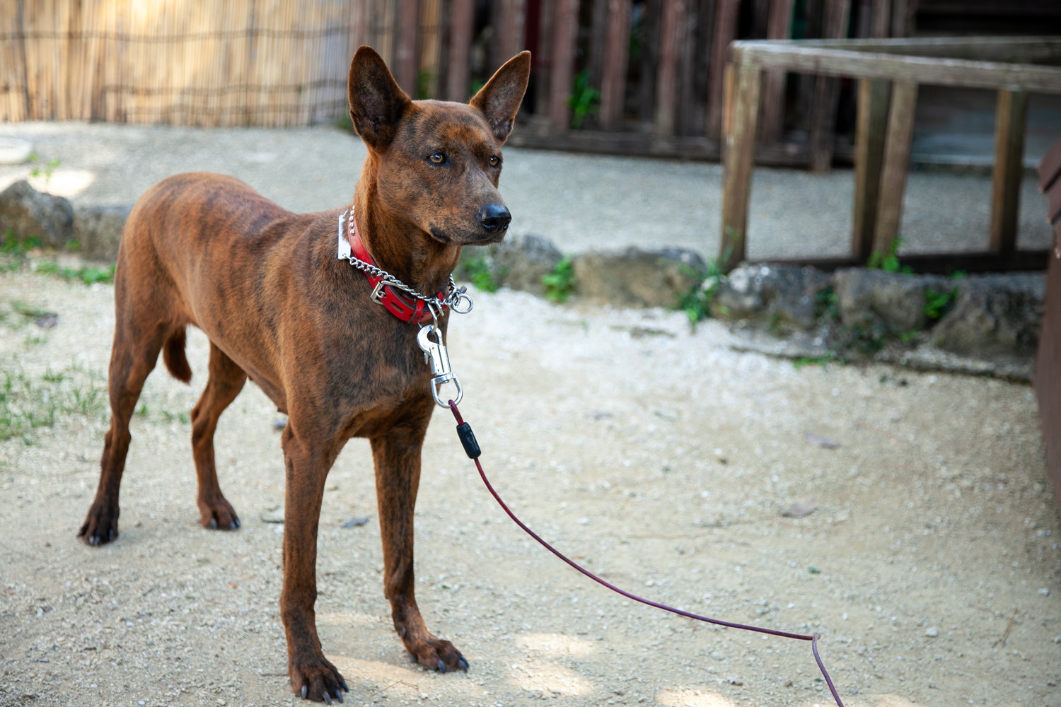 リードに繋がれているトゥラーの琉球犬