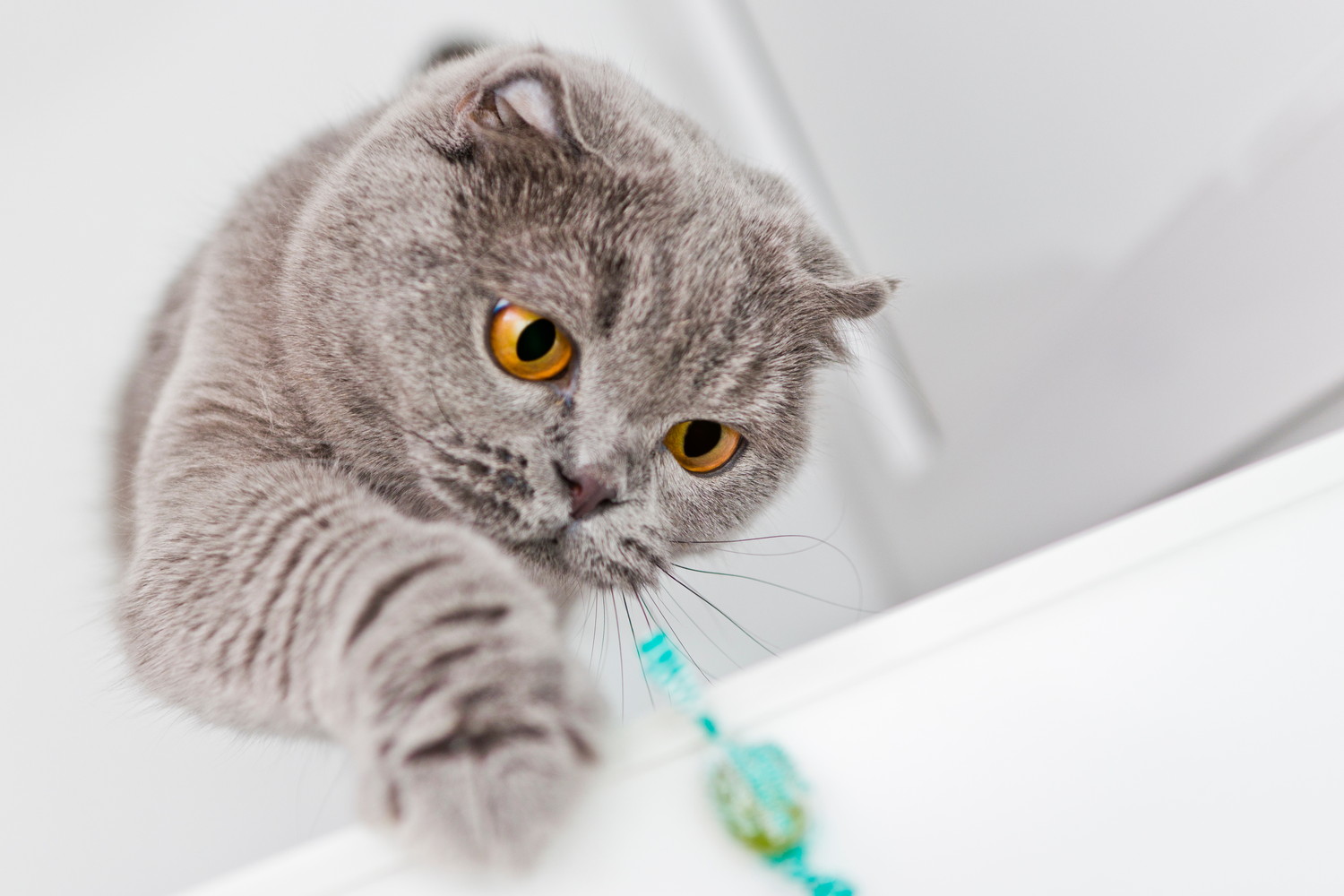 テーブルの上の飴に手を伸ばしている猫