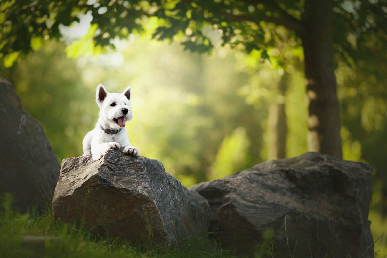 岩場の上に伏せるウエスト・ハイランド・ホワイト・テリア
