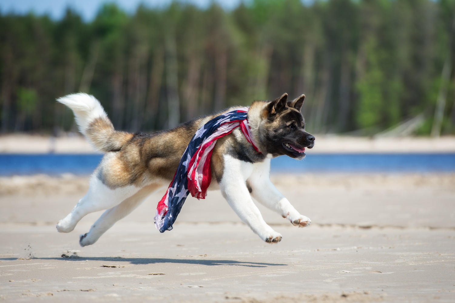アメリカ国旗のスカーフを巻いて走るアメリカン・アキタ