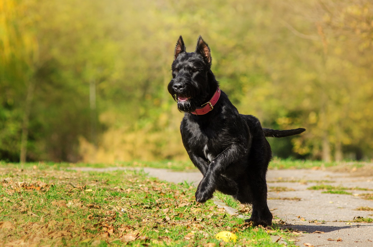 広場を走るジャイアント・シュナウザー