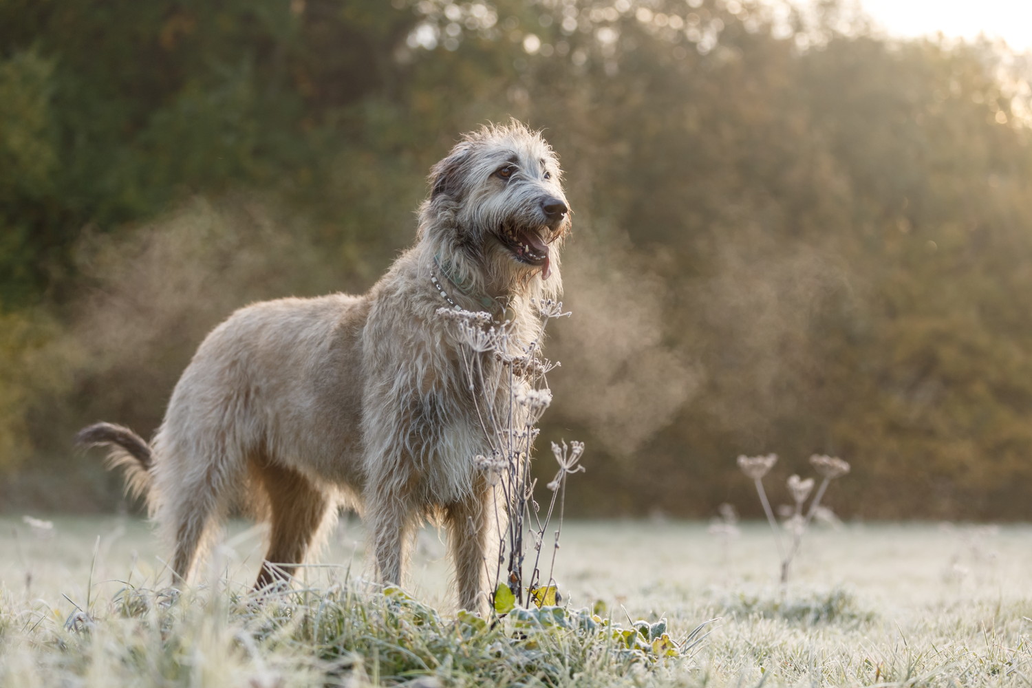 原っぱで遠くを見つめるアイリッシュ・ウルフハウンド