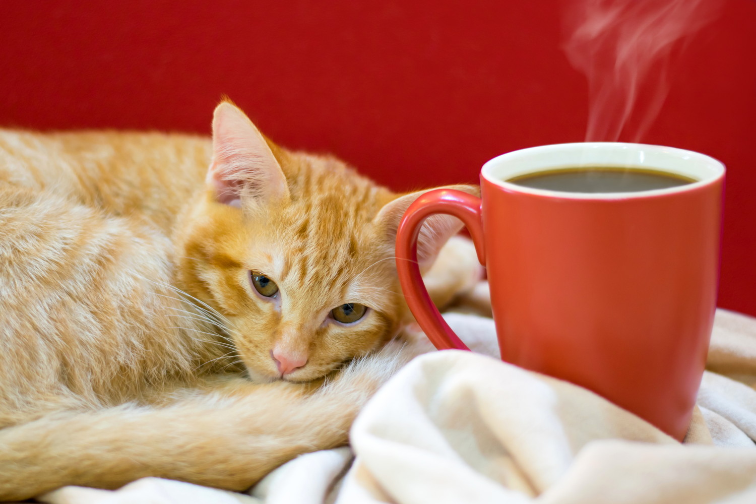 コーヒーが入ったマグカップの隣で丸まっている猫