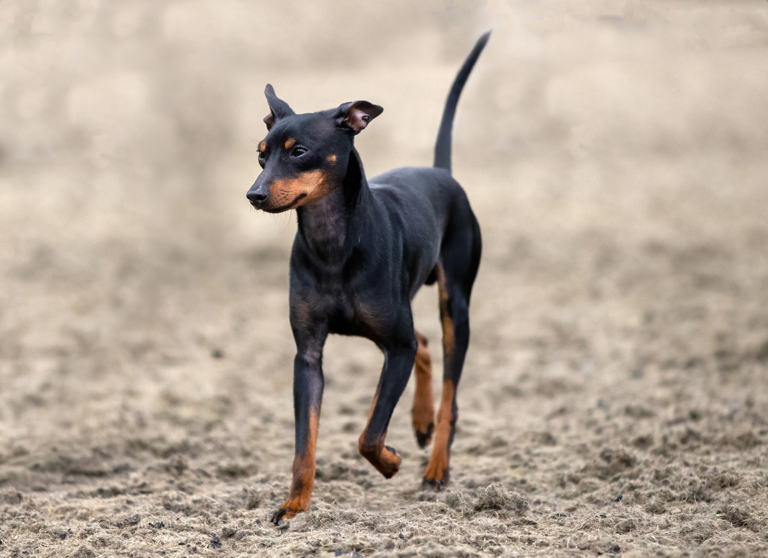 周囲を見ながら砂場を歩くトイ・マンチェスター・テリア