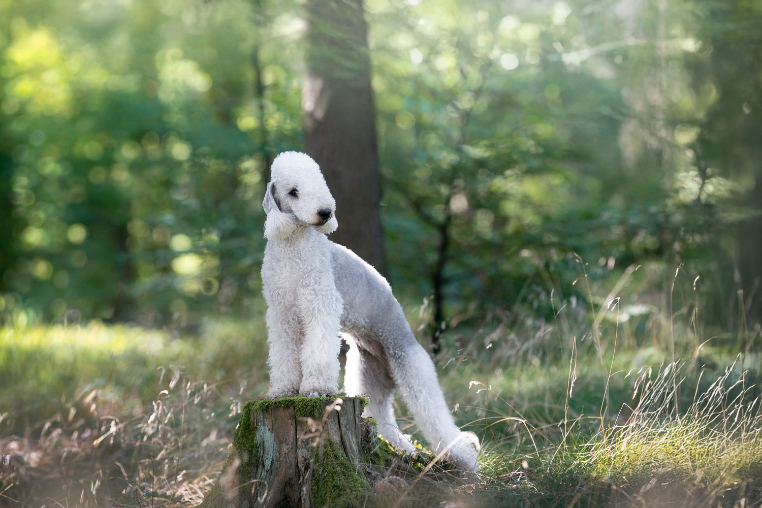 切り株の上に足を置いて周囲を見渡すベドリントン・テリア