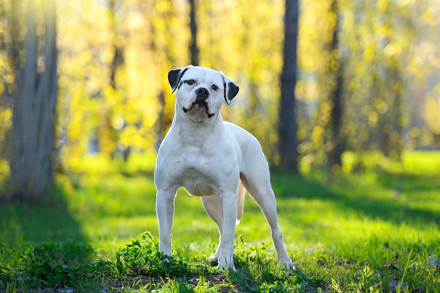木立の間で正面を見つめながら立つアメリカン・ブルドッグ