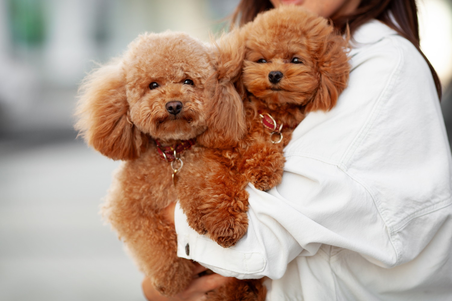 飼い主に抱っこされている2頭のティーカッププードル