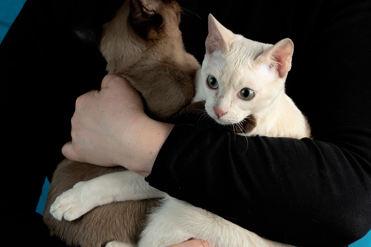 飼い主に抱っこされている2匹のトンキニーズ