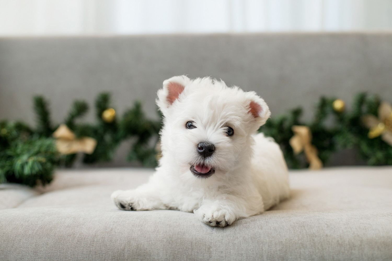 ソファの上で伏せているウエスティの子犬