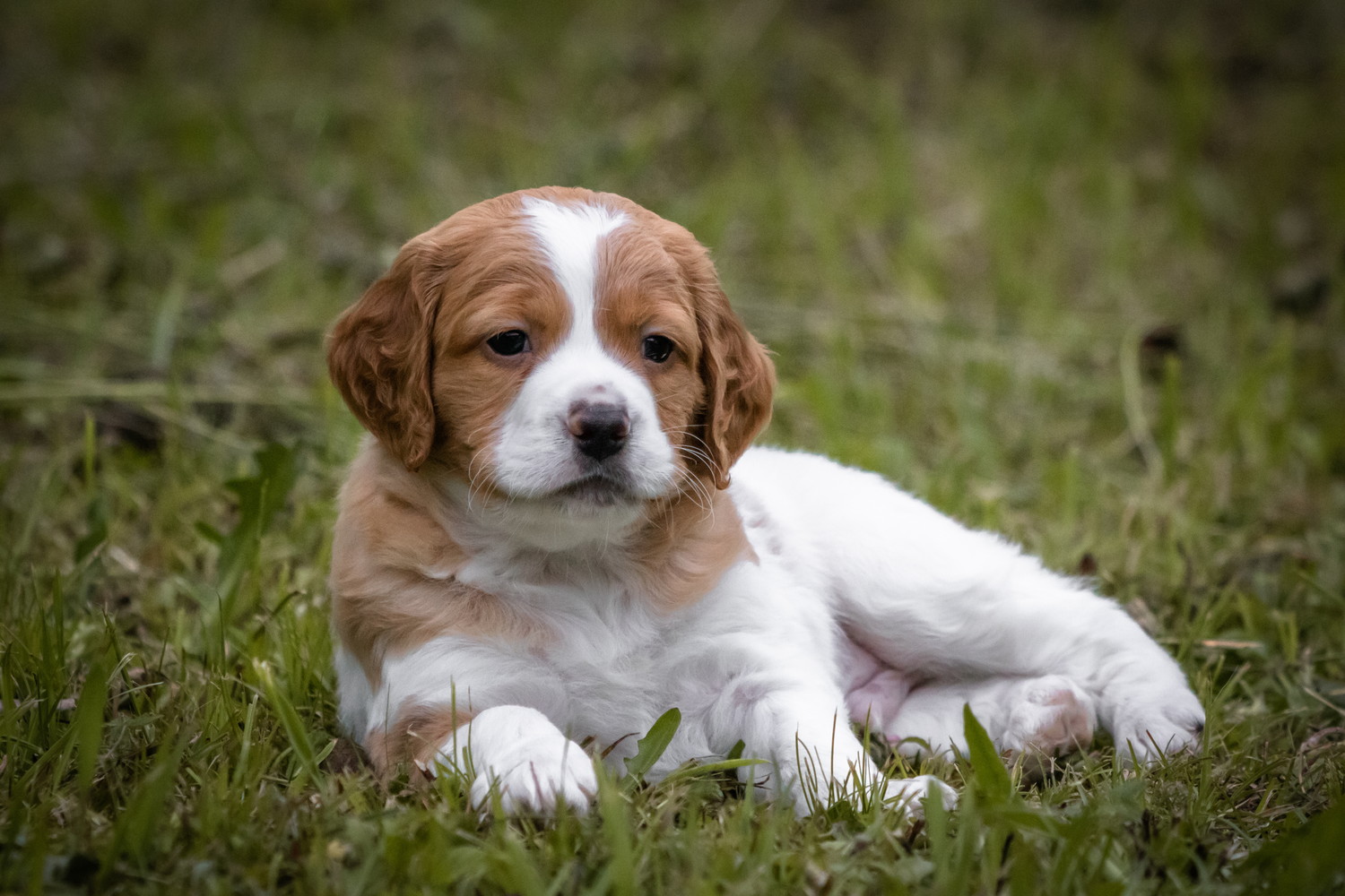 原っぱで伏せているブリタニー・スパニエルの子犬