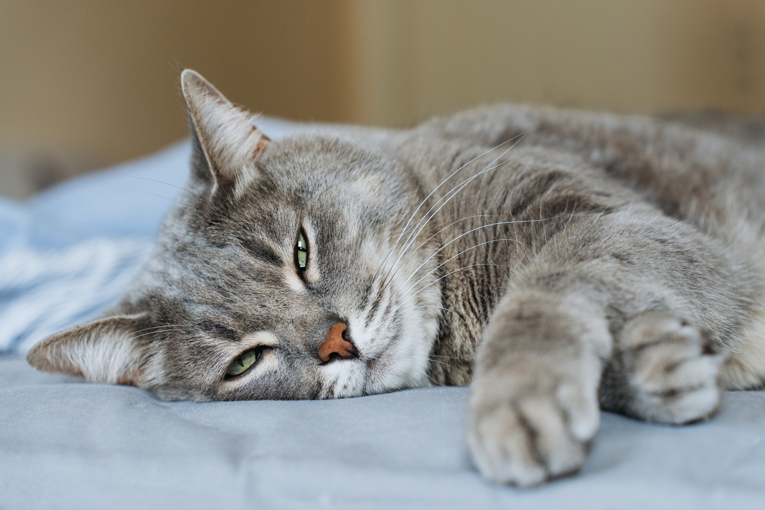 ベッドで横になっている猫