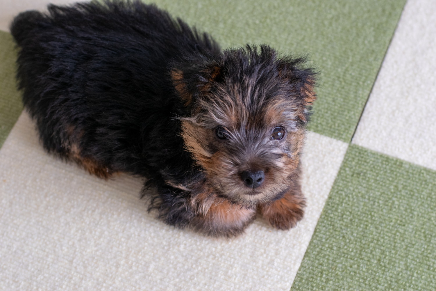床に伏せているノーフォーク・テリアの子犬
