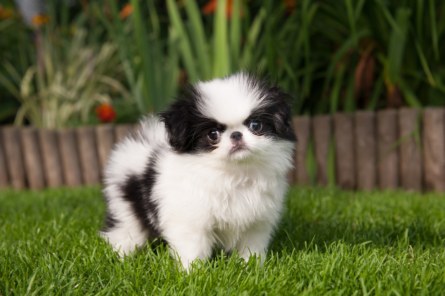 芝生の上に立っている狆の子犬