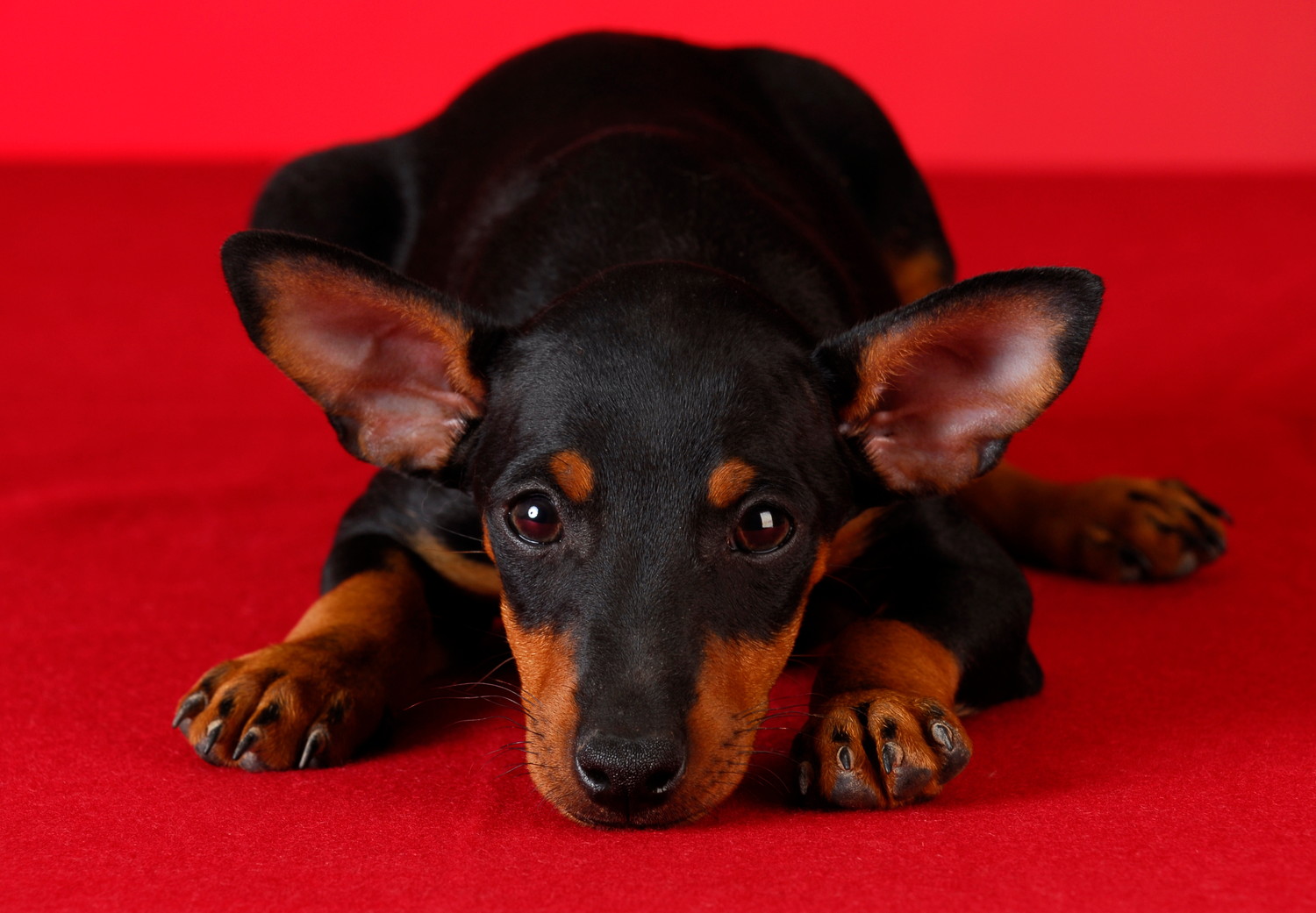 赤い敷物の上に伏せるトイ・マンチェスター・テリアの子犬