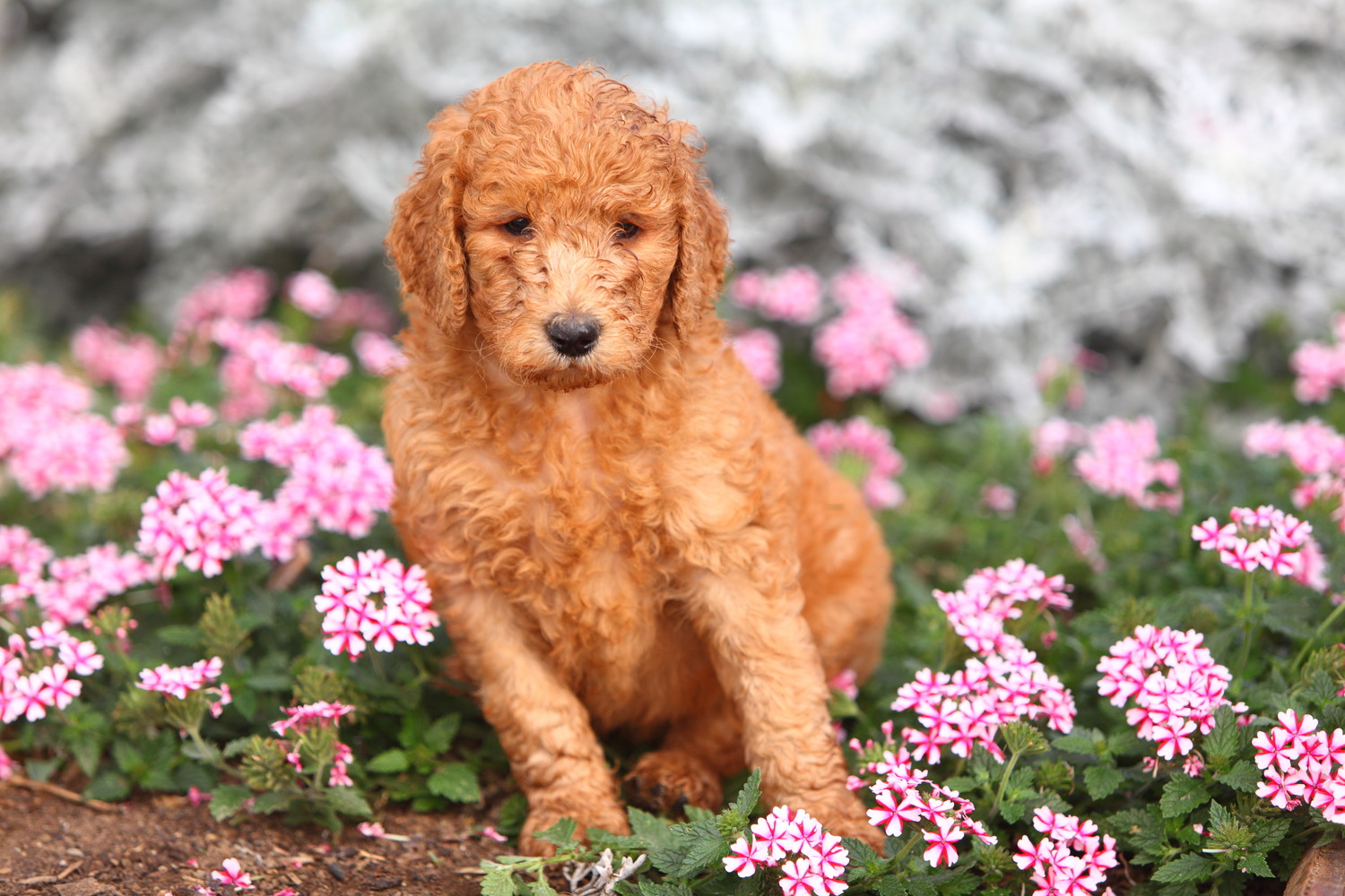 地面に咲いた花とスタンダード・プードルの子犬