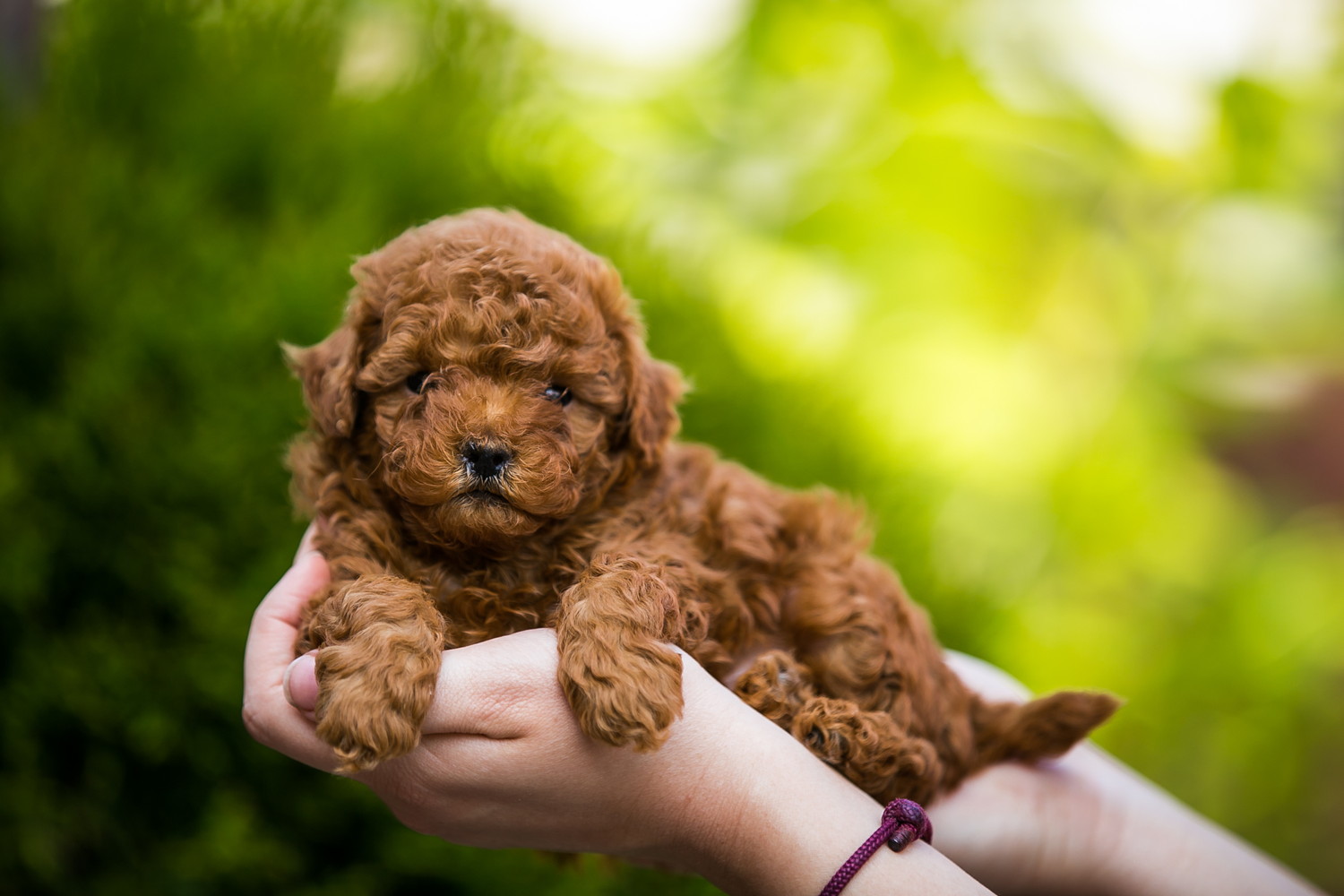 手のひらの上の生まれて間もないティーカッププードル