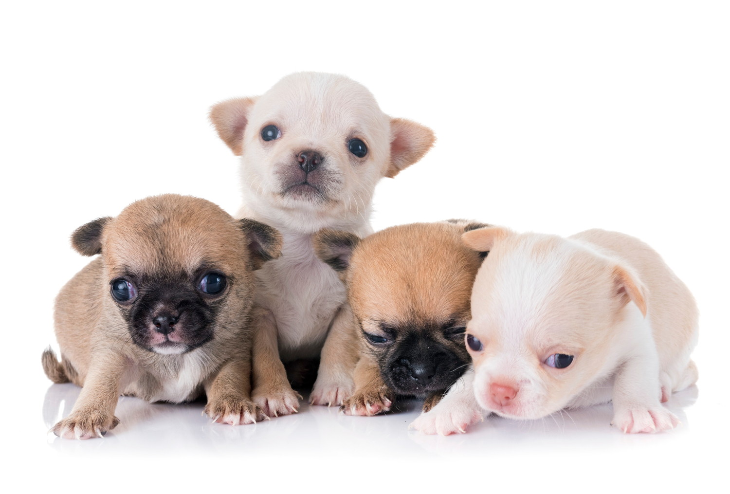 横一列に並ぶ4頭のスムースコートチワワの子犬たち