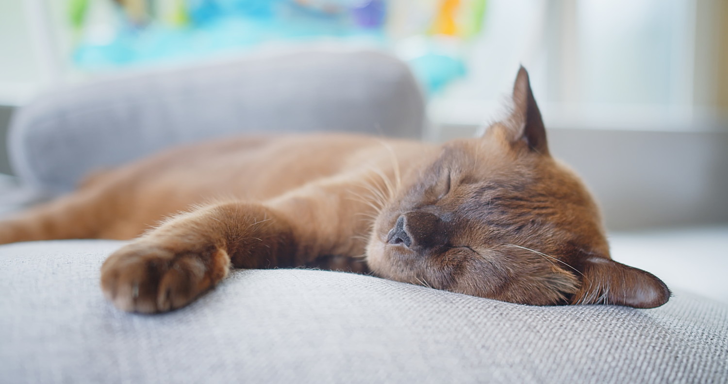 ソファの上で横になって眠るトンキニーズ