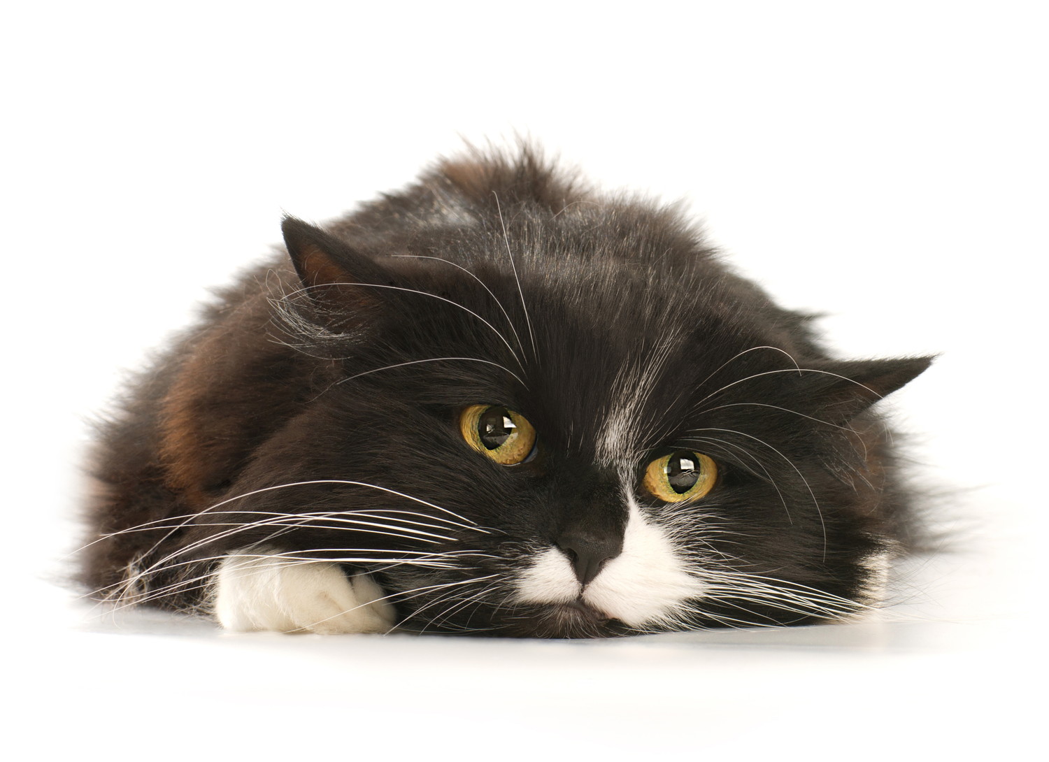 不満そうな表情で床に伏せている猫