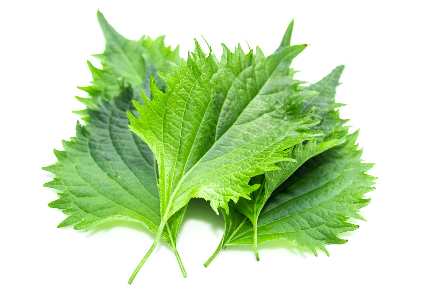 重ねて置かれた大葉のアップ