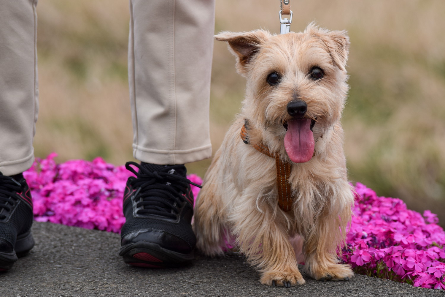 散歩中に飼い主の足元に座るノーフォーク・テリア