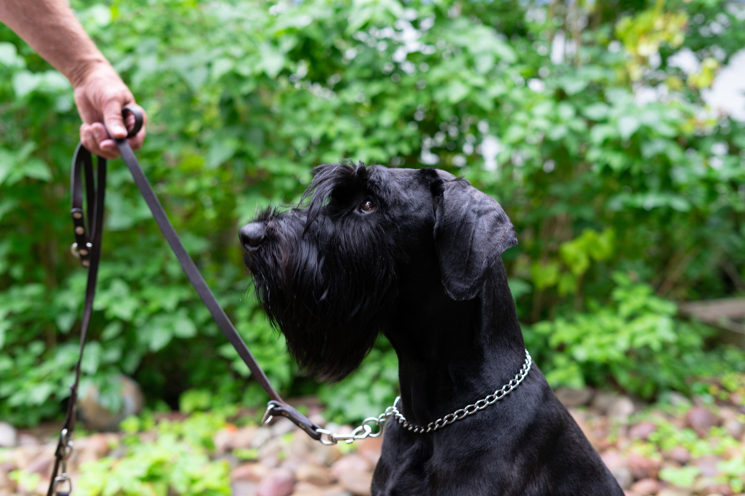 リードを持つ飼い主を見つめるジャイアント・シュナウザー