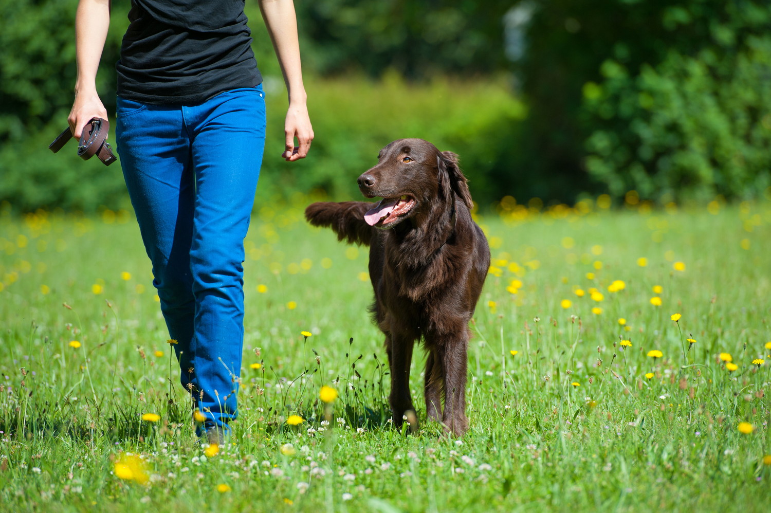飼い主の隣を歩くフラットコーテッド・レトリーバー