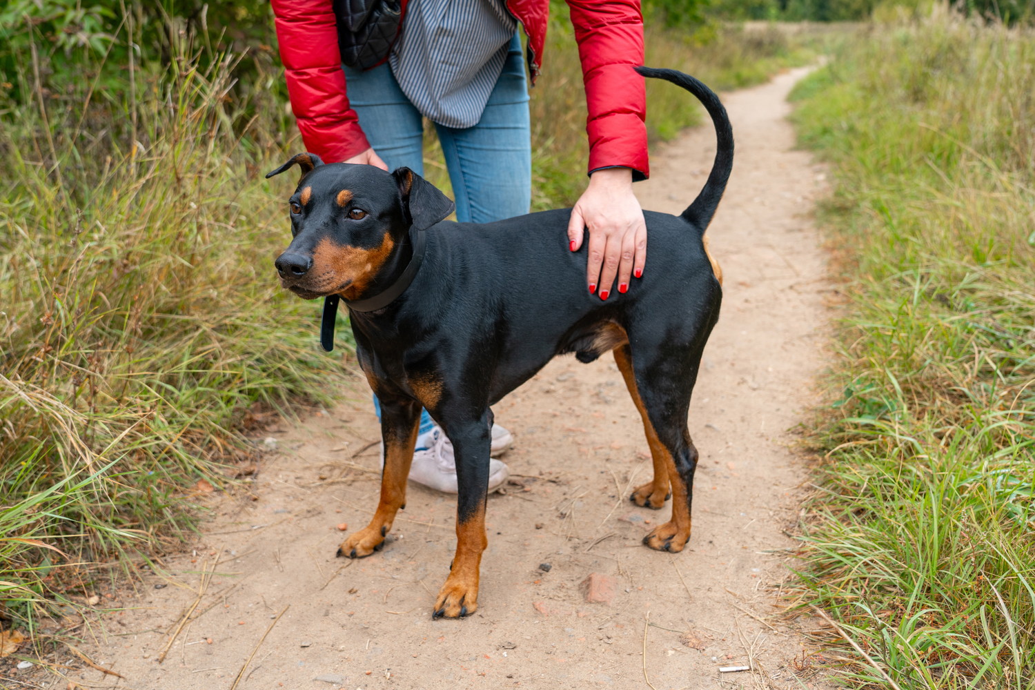 散歩中になでられているジャーマン・ピンシャー