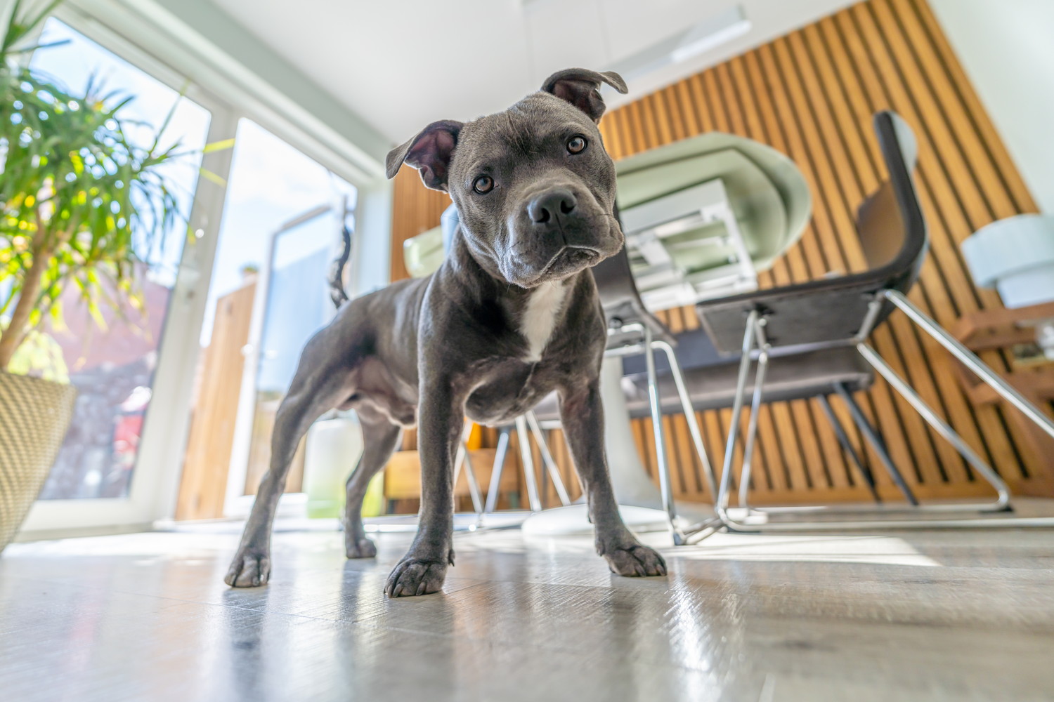 室内で首を傾げるスタッフォードシャー・ブル・テリア