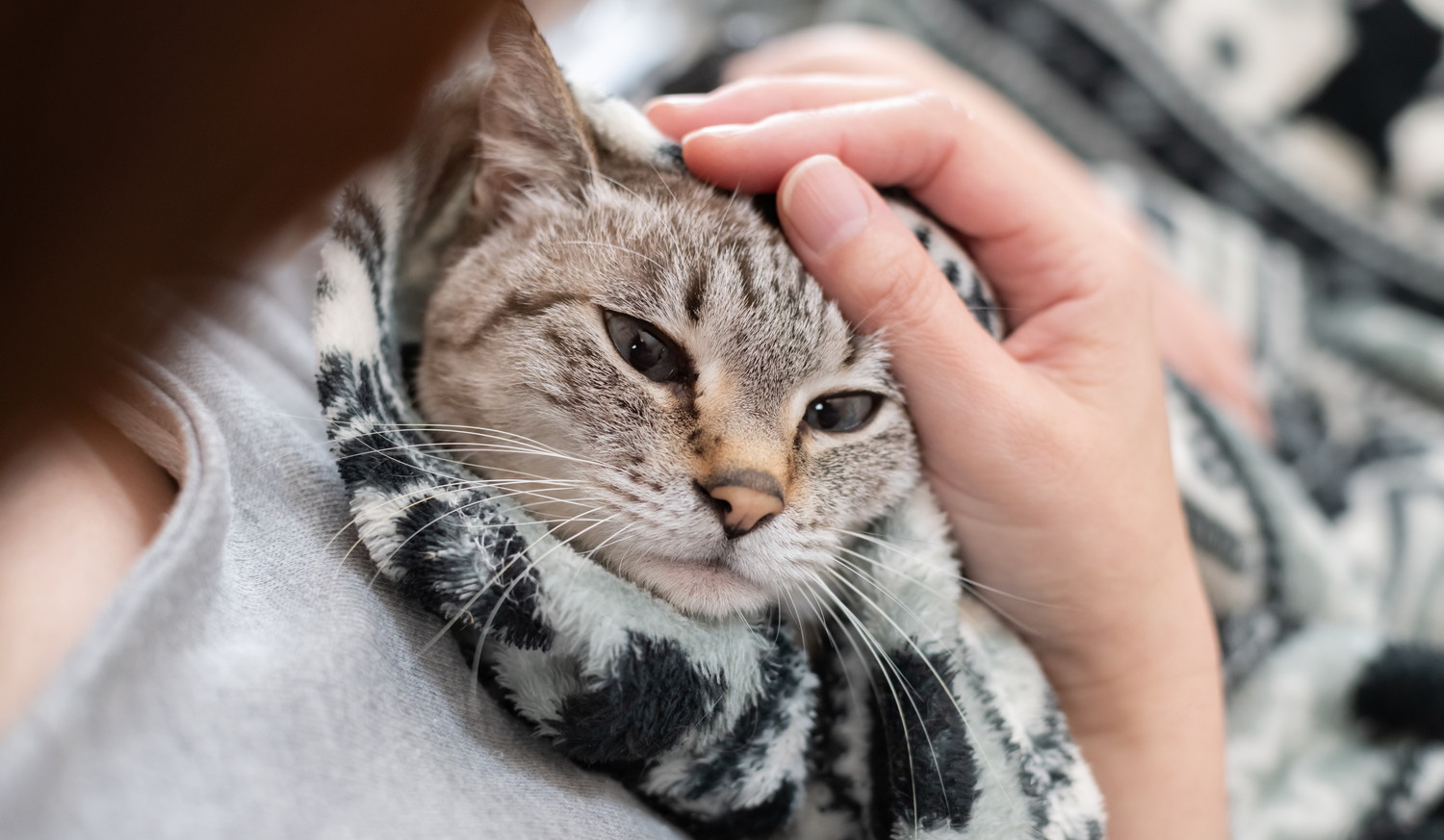 飼い主に抱っこされてなでられている猫
