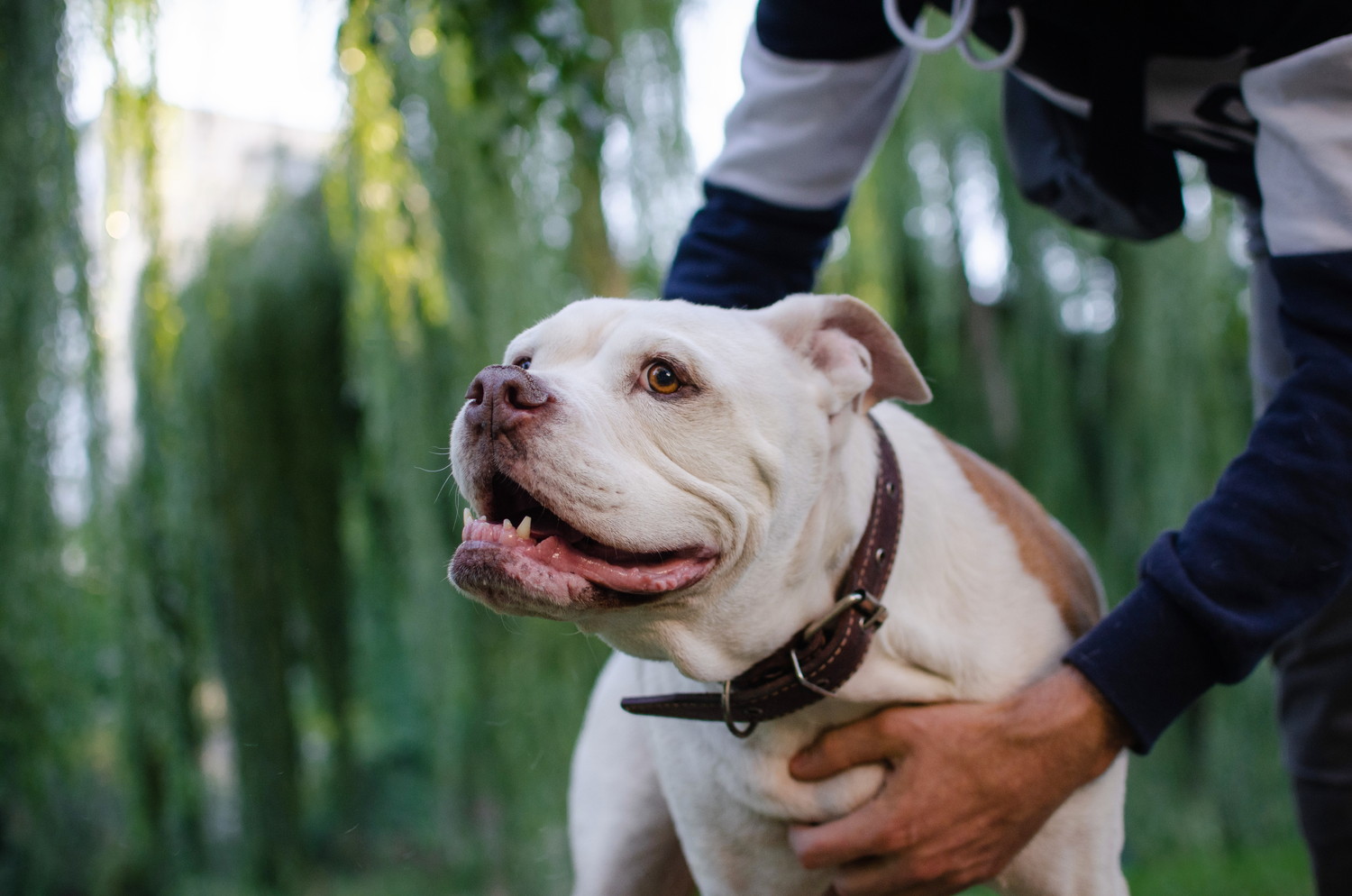 飼い主になでられているアメリカン・ブルドッグ