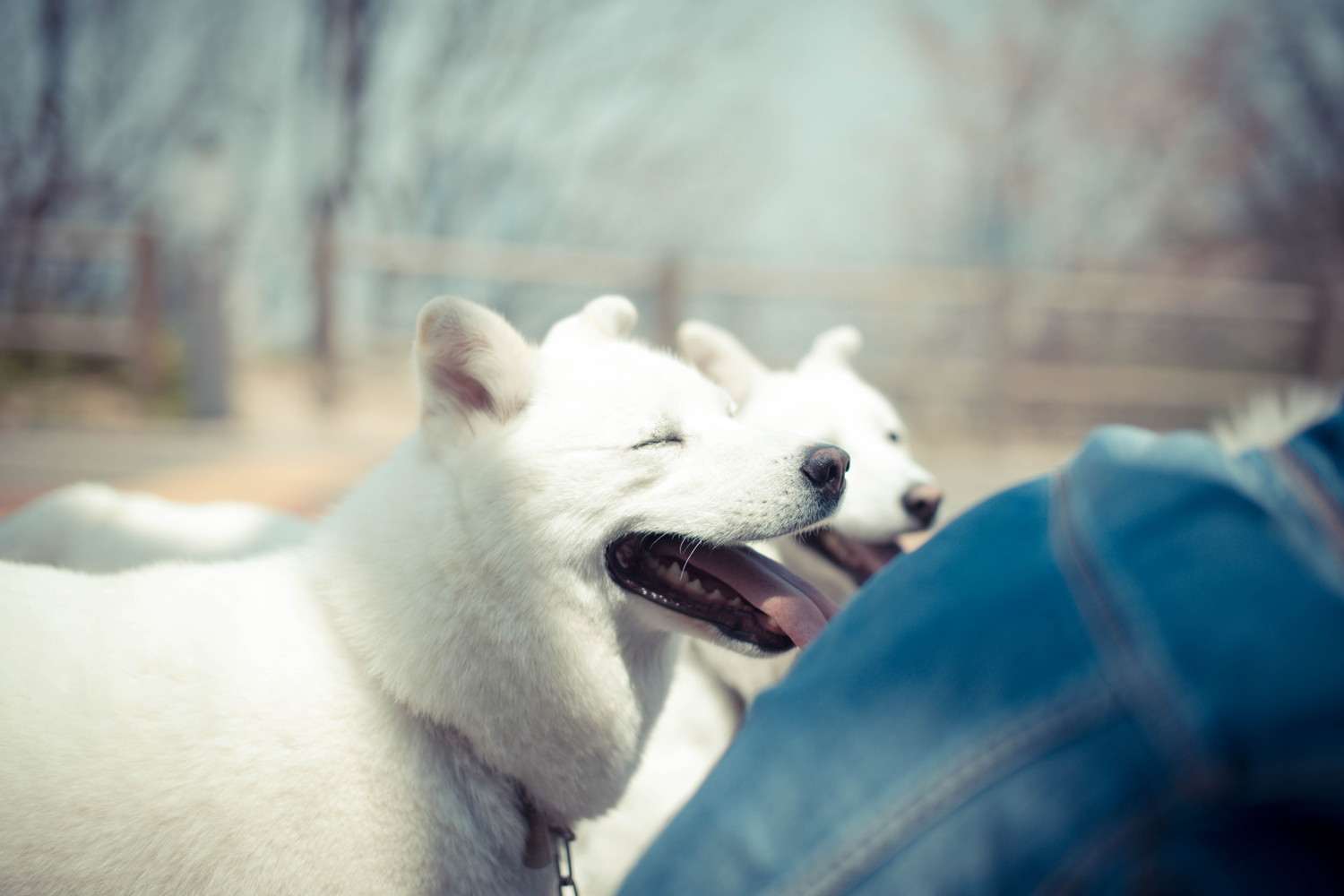 嬉しそうな表情を浮かべる2頭の珍島犬