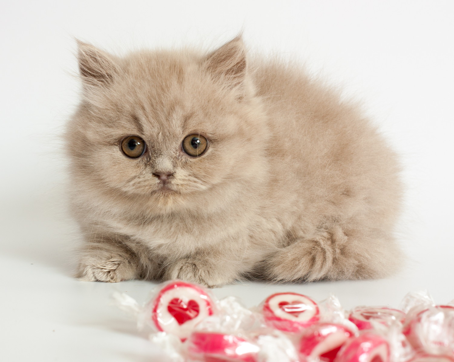 包装された飴の近くでうずくまっている子猫