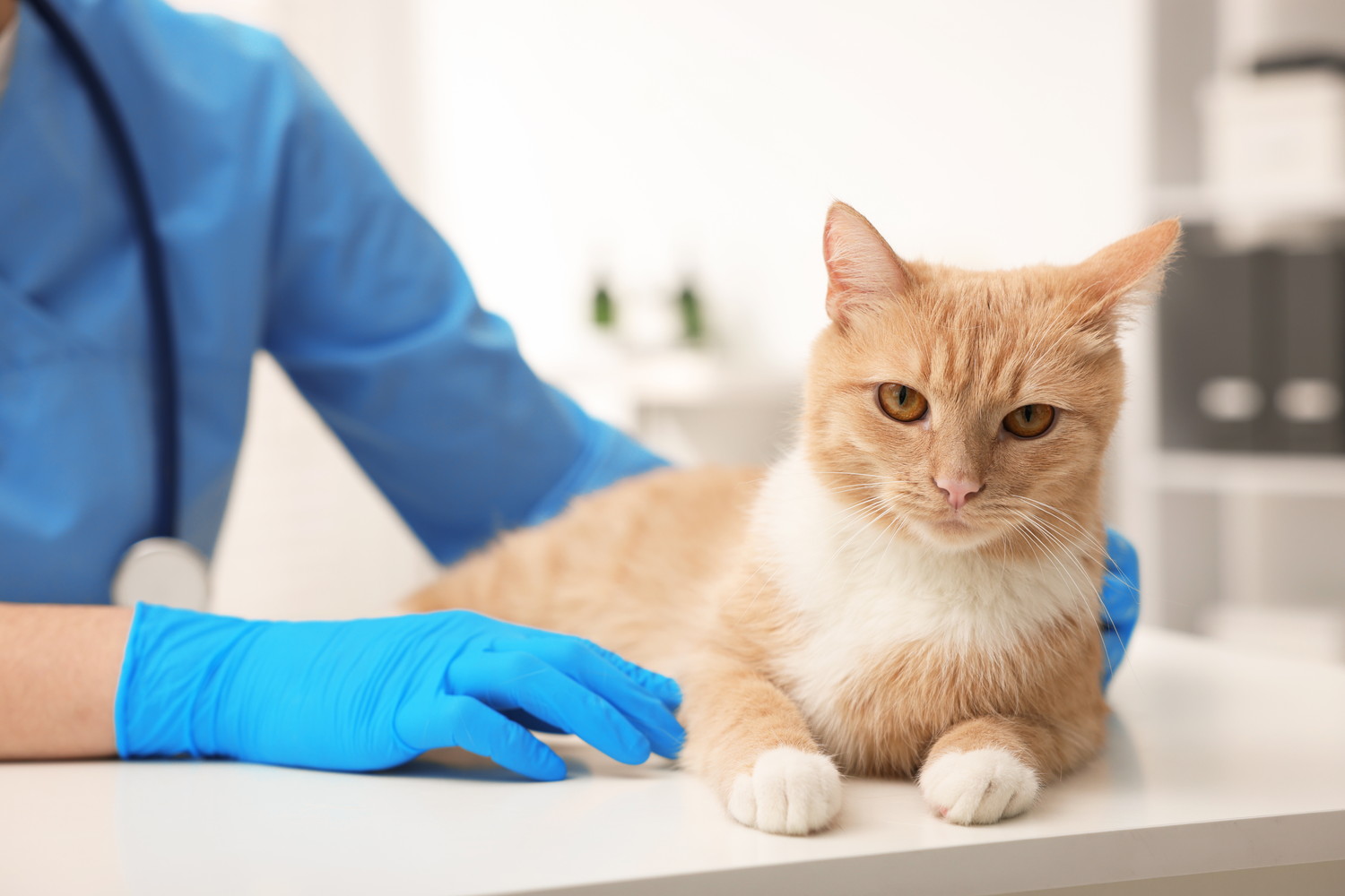 台の上で獣医師に触診されている猫