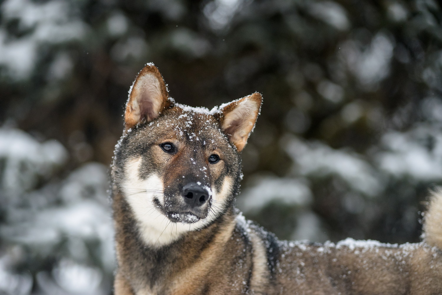 体に雪をのせてどこかを見つめる四国犬
