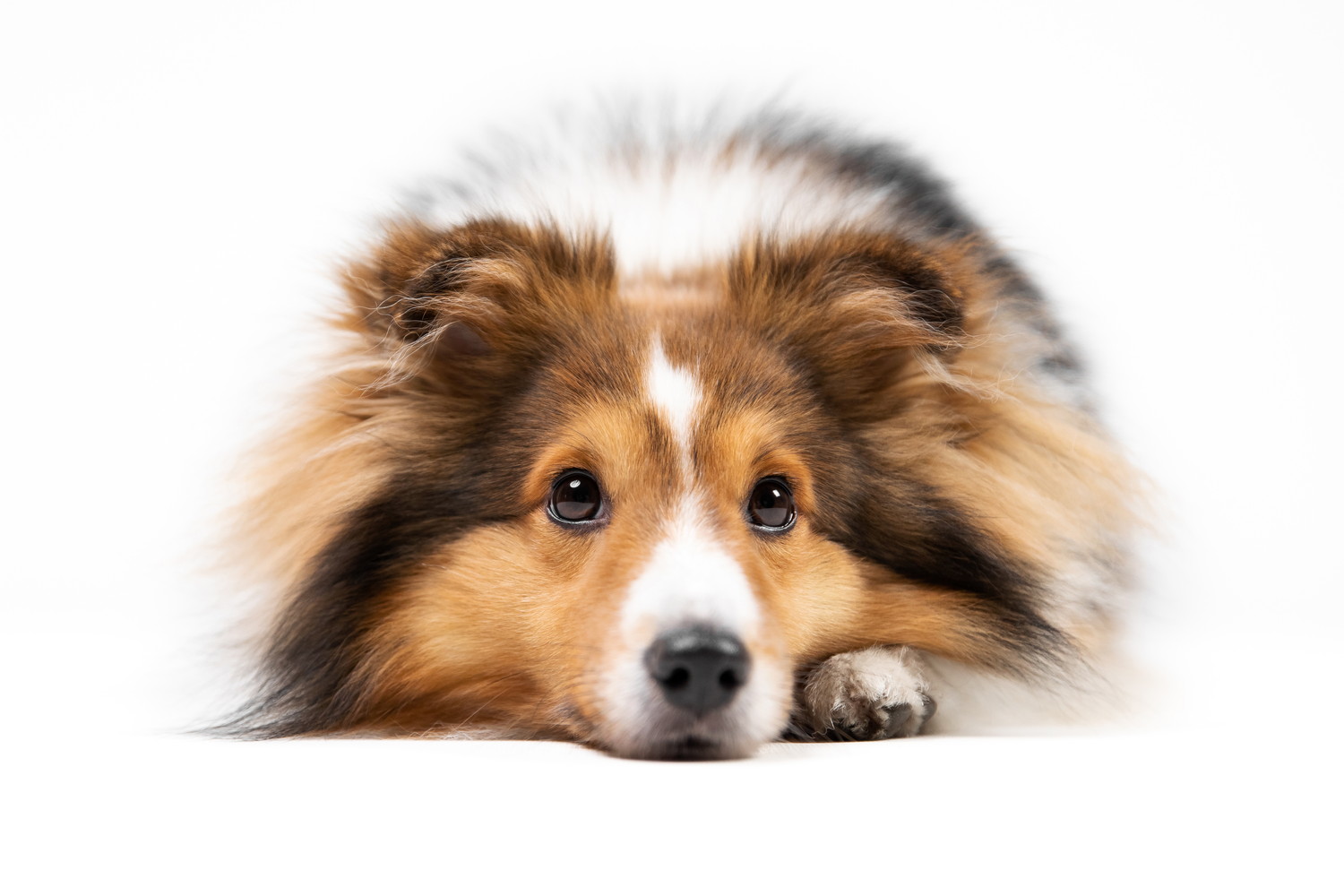 床に伏せているシェットランド・シープドッグ