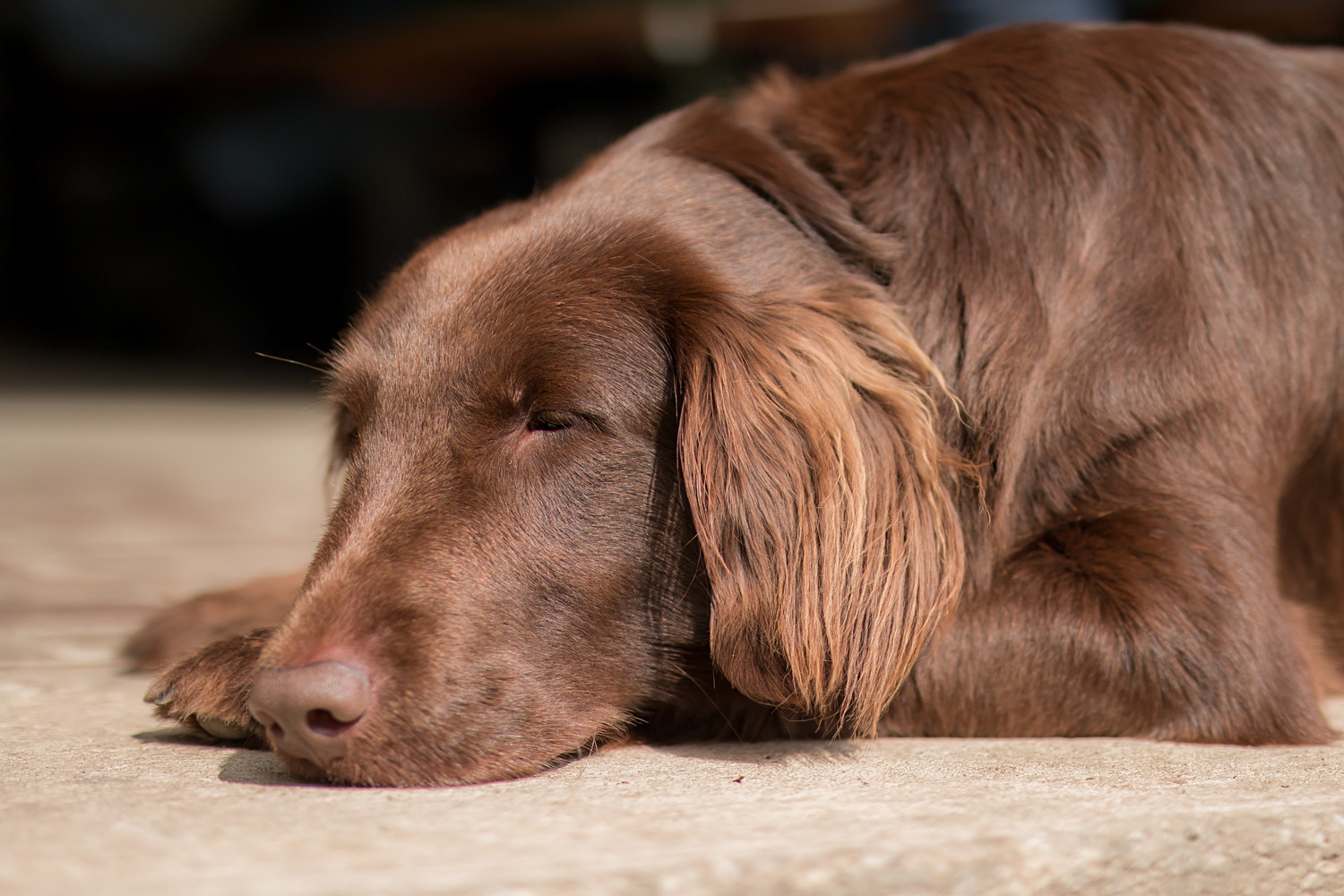 床に伏せて眠るフラットコーテッド・レトリーバー