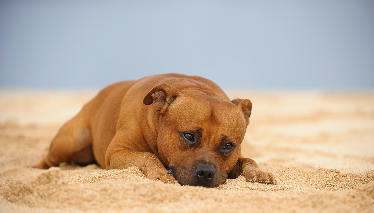 砂の上で伏せるスタッフォードシャー・ブル・テリア