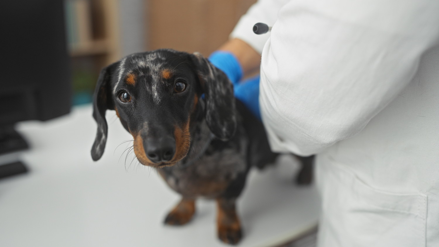 獣医師に診察されているカニンヘンダックスフンド