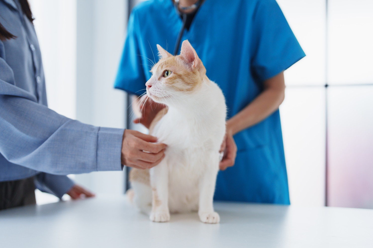 飼い主に見守られながら獣医師の診察を受ける猫