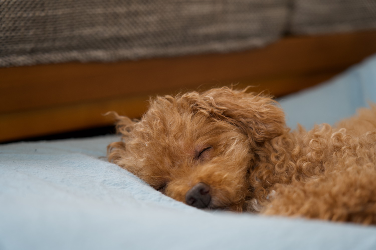 ベッドで眠っているティーカッププードル