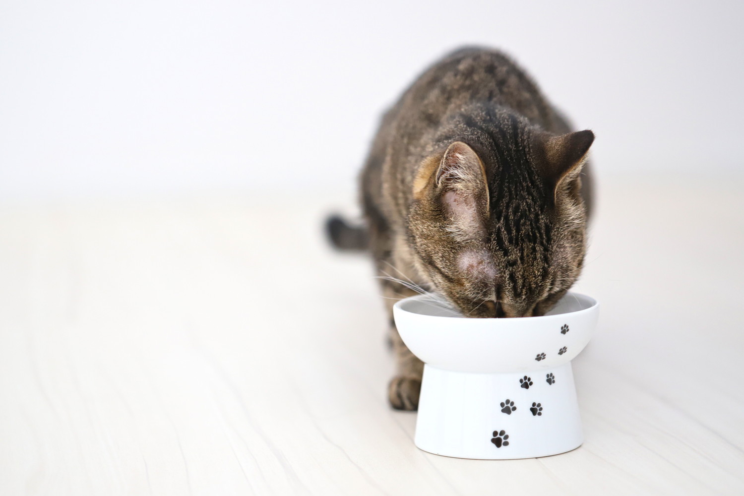 食器から飲水している猫