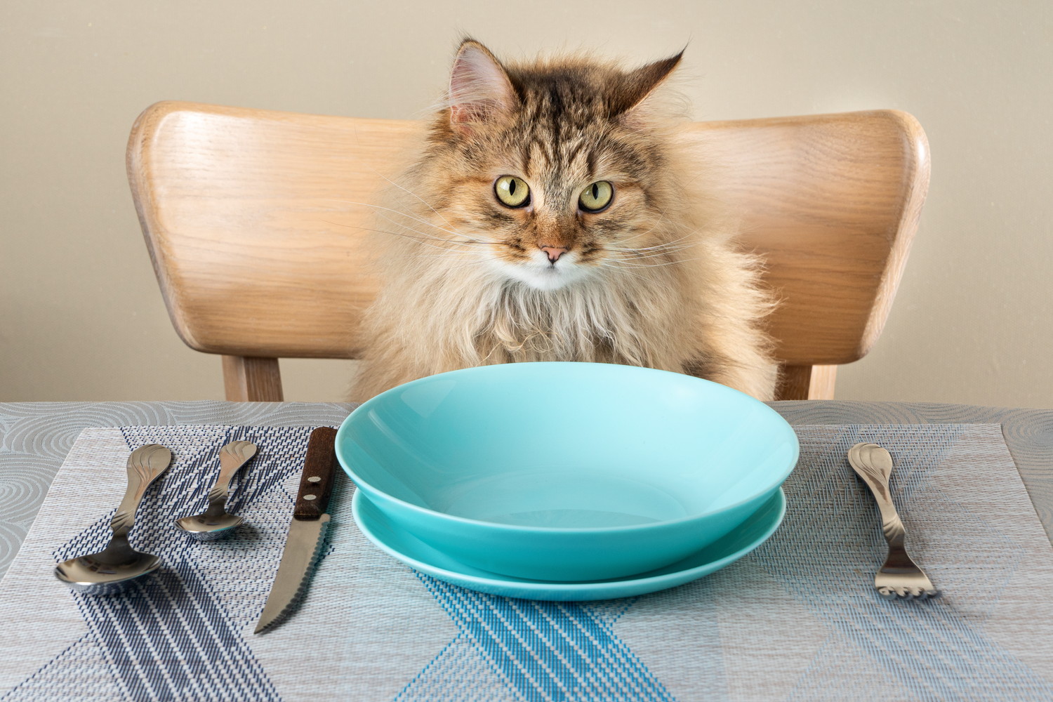 食器とカトラリーがセットされたテーブルにつく猫